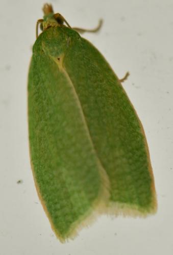 Réf. 323 624 : Tortrix viridana